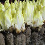 La star de l’hiver : l’endive Des endives entières avec leur terre au pied. Crédit photo : Tasty Life Magazine.