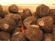 L’or noir de l’hiver : la truffe truffes ensemble tasty life magazine lifestyle equilibre