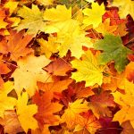 In the mood for l’automne feuilles automne tasty life magazine