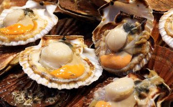 Épisode 2 : la coquille Saint-Jacques, légendaire produit de fêtes