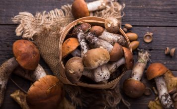 Episode 6 : le cèpe, champignon roi des forêts cepes podcast tasty life magazine