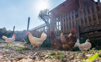 Du poulet mais pas n’importe lequel poulet tasty life magazine