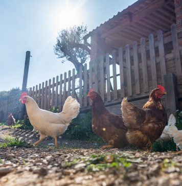 Du poulet mais pas n’importe lequel poulet tasty life magazine