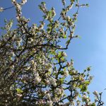 Ah le joli mois de mai que voilà ! sakura tasty life magazine cerisier en fleurs