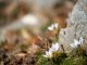 C’est la fin février. C’est bientôt le printemps et c’est carrément Tasty ! crocus hiver tasty life magazine fevrier edito